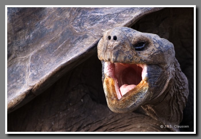 078_J_Isabela_Schildkroete2656