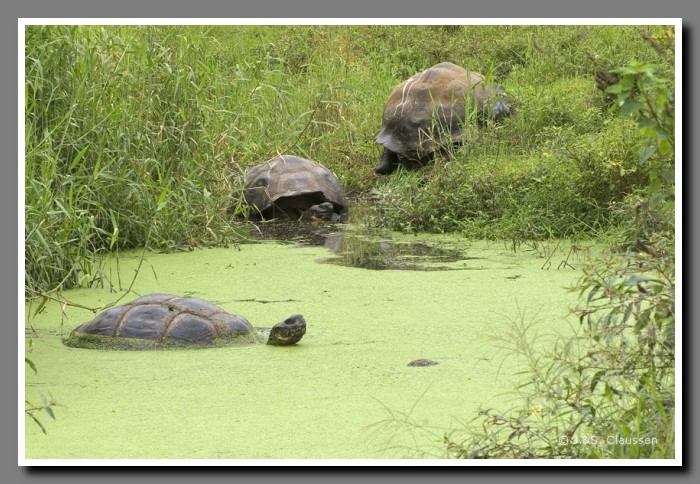 093_J_Schildkroeten2808