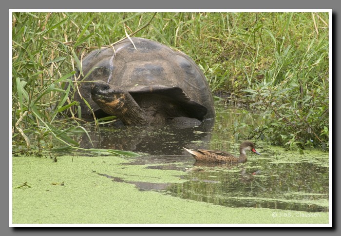 094_J_Schildkroete2815