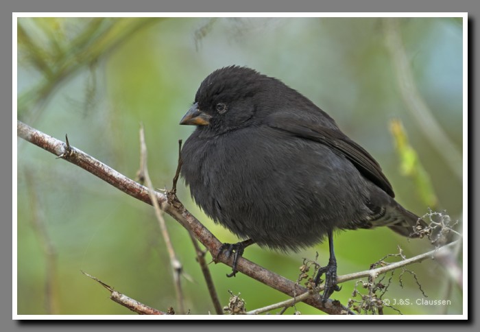 099_S_Fink_Bahia_Tortuga1868