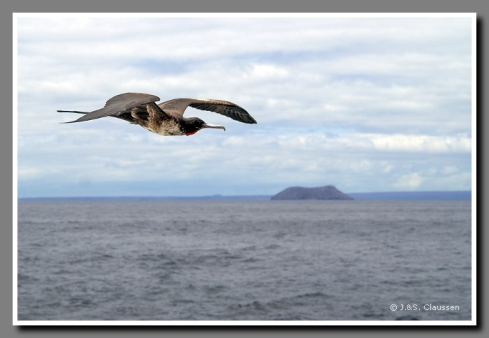 101_S_Seymour_Fregattvogel2005