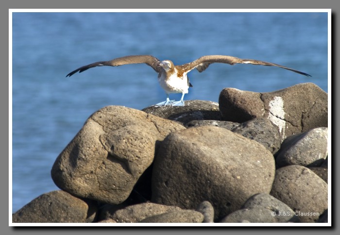 102_J_Seymour_Toelpel2945