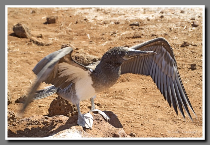 104_S_Seymour_Toelpel1972