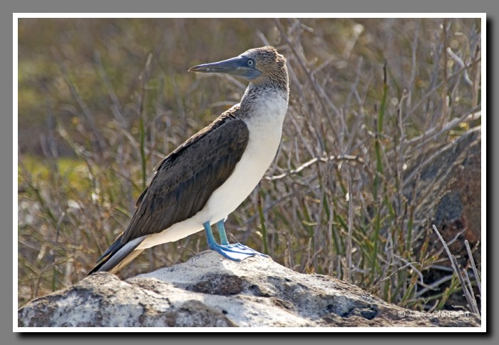 105_J_Seymour_Toelpel2991