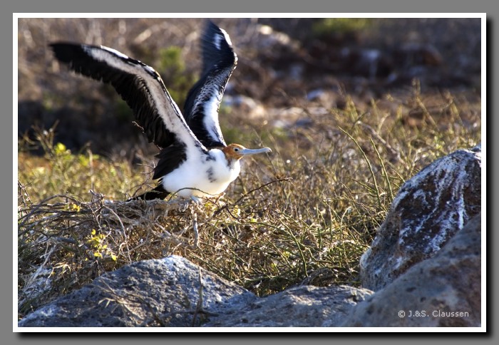 107_J_Seymuor_Fregattvogel2917