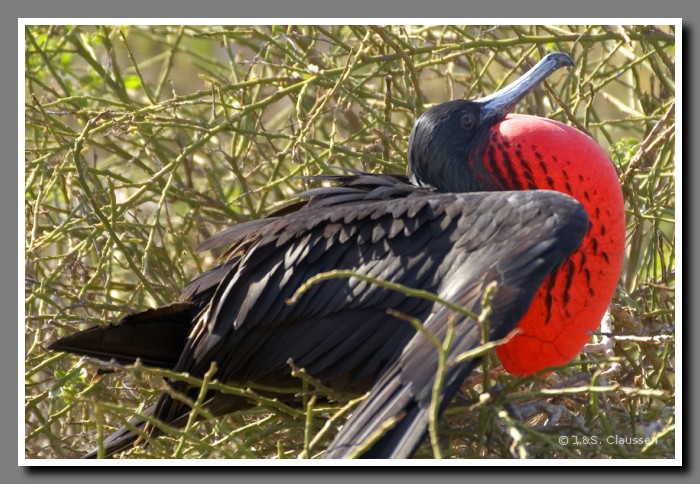 109_J_Seymour_Fregattvogel3029