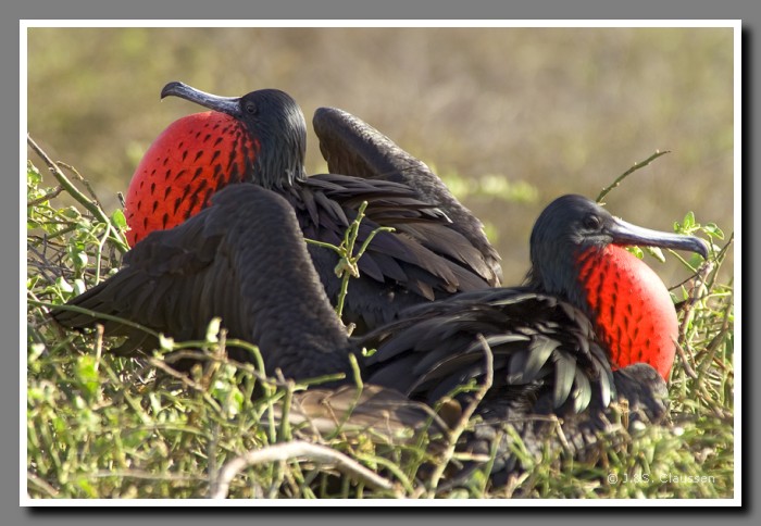 110_J_Seymour_Fregattvogel2948