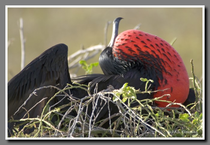 111_J_Seymour_Fregattvogel2964