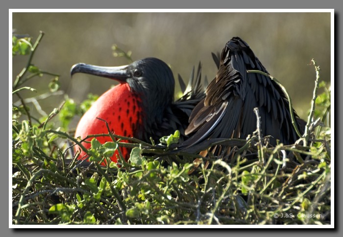 112_S_Seymour_Fregattvogel1909