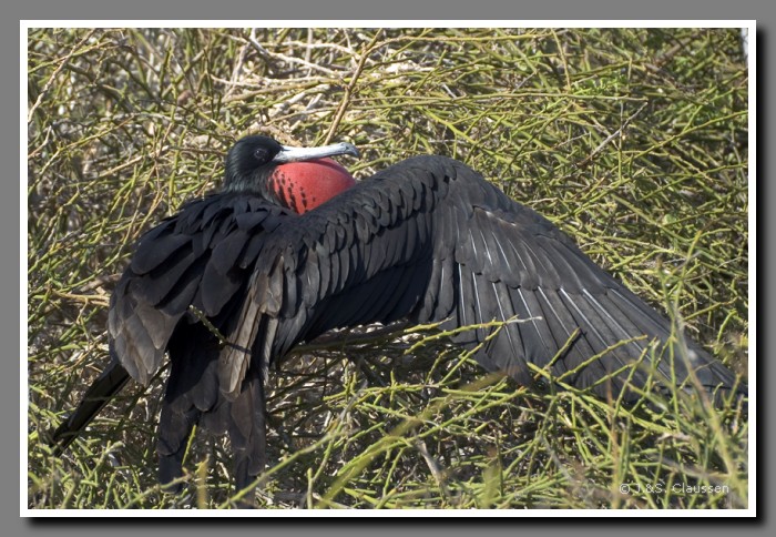 113_S_Seymour_Fregattvogel1945