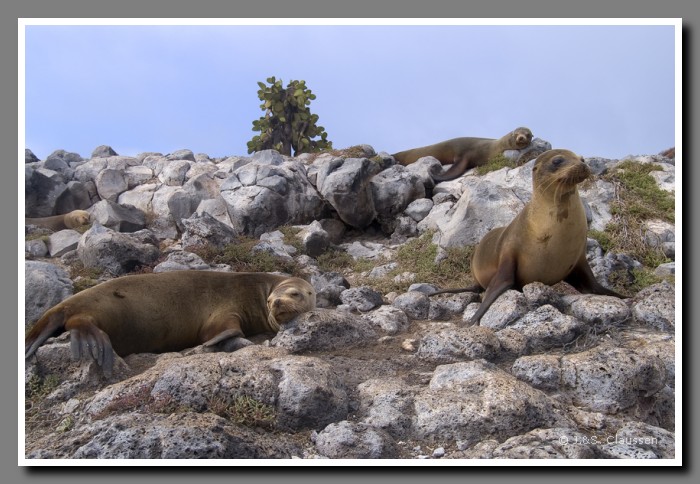 130_J_Seeloewen_Plaza_Sur3592