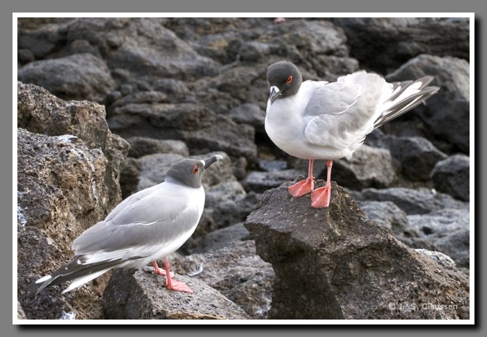 131_J_Plaza_Sur_Gabelschwanzmoewen3501