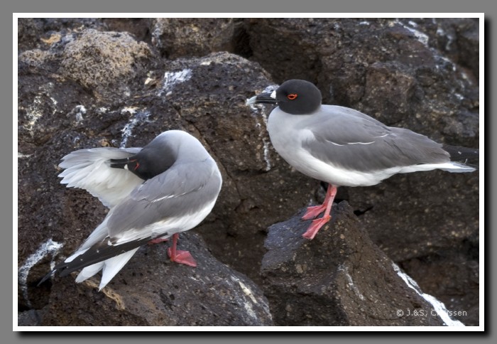 133_S_Plaza_Sur_Gabelschwanzmoewen2092