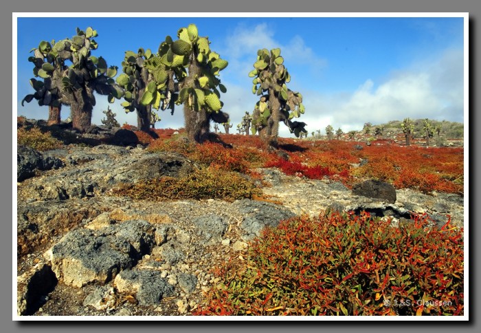 135_J_Opuntien-Plaza_Sur3564