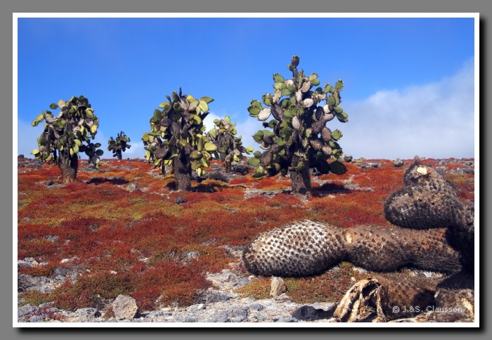 136_S_Opuntia_Plaza_Sur2135