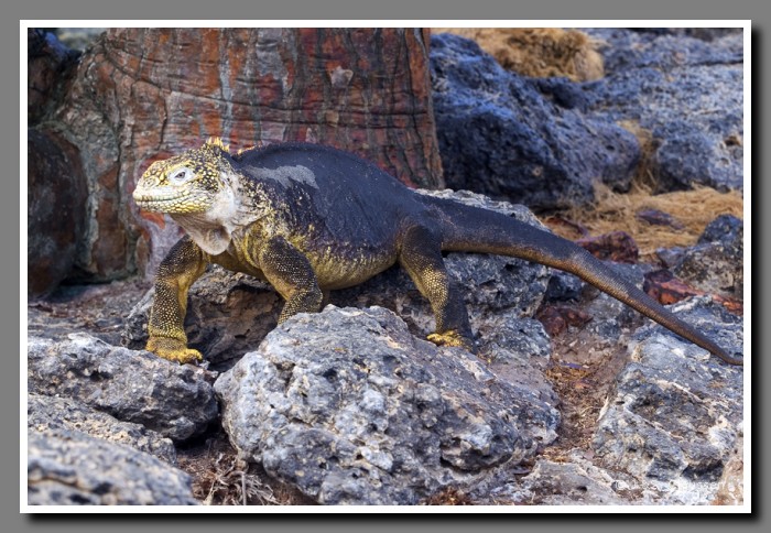 136a_J_Landleguan_Plaza_Sur3516