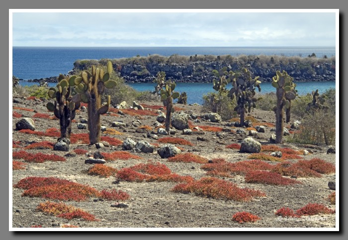 137_S_Opuntia_Plaza_Sur2150