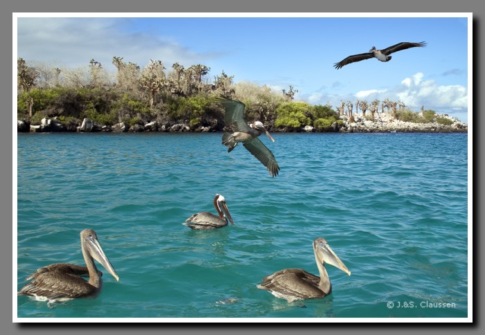 139_J_Braunpelikane3723