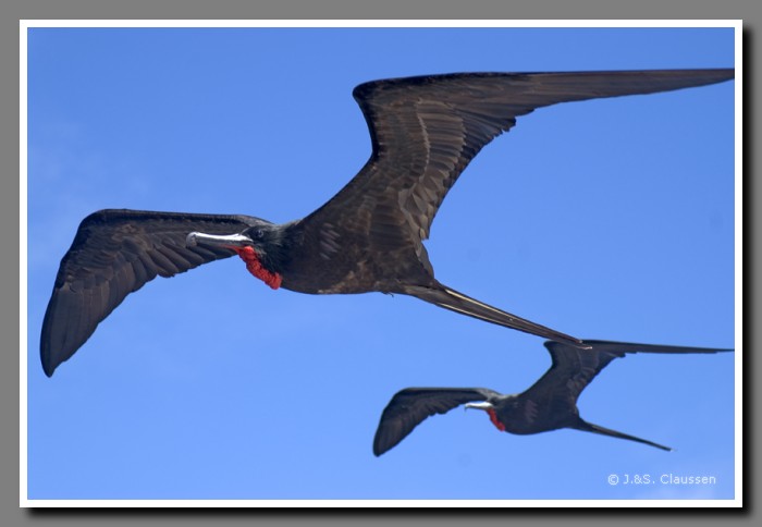 143_J_Fregattvoegel3691