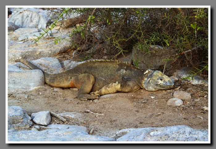 148_S_Landleguan-Santa_Fe2208