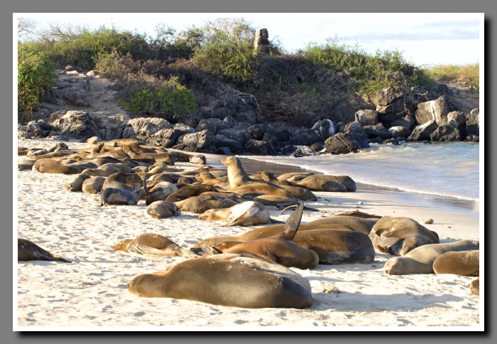 150_J_Seeloewen_Santa_Fe3774